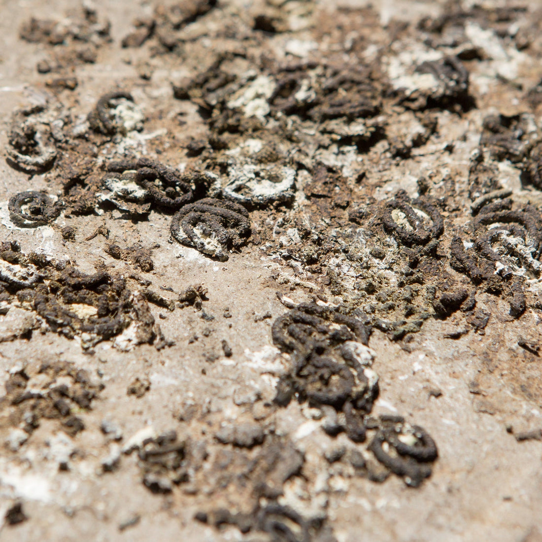 Waarom heeft mijn vogel platte mest?