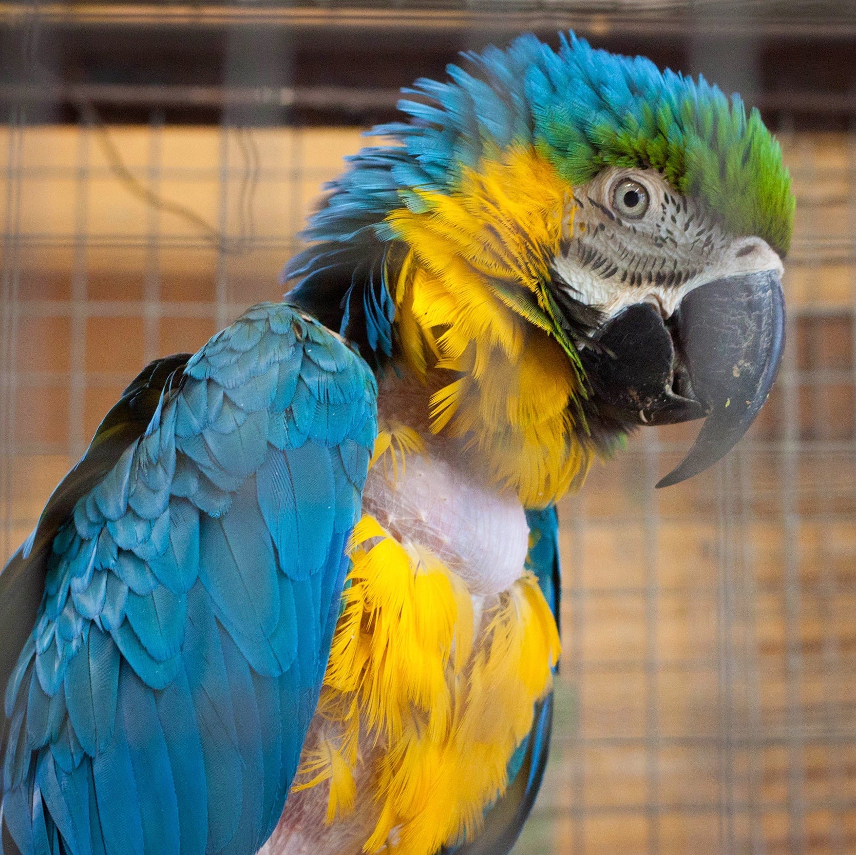 ALGEMEEN | Pikkerij & Onrust