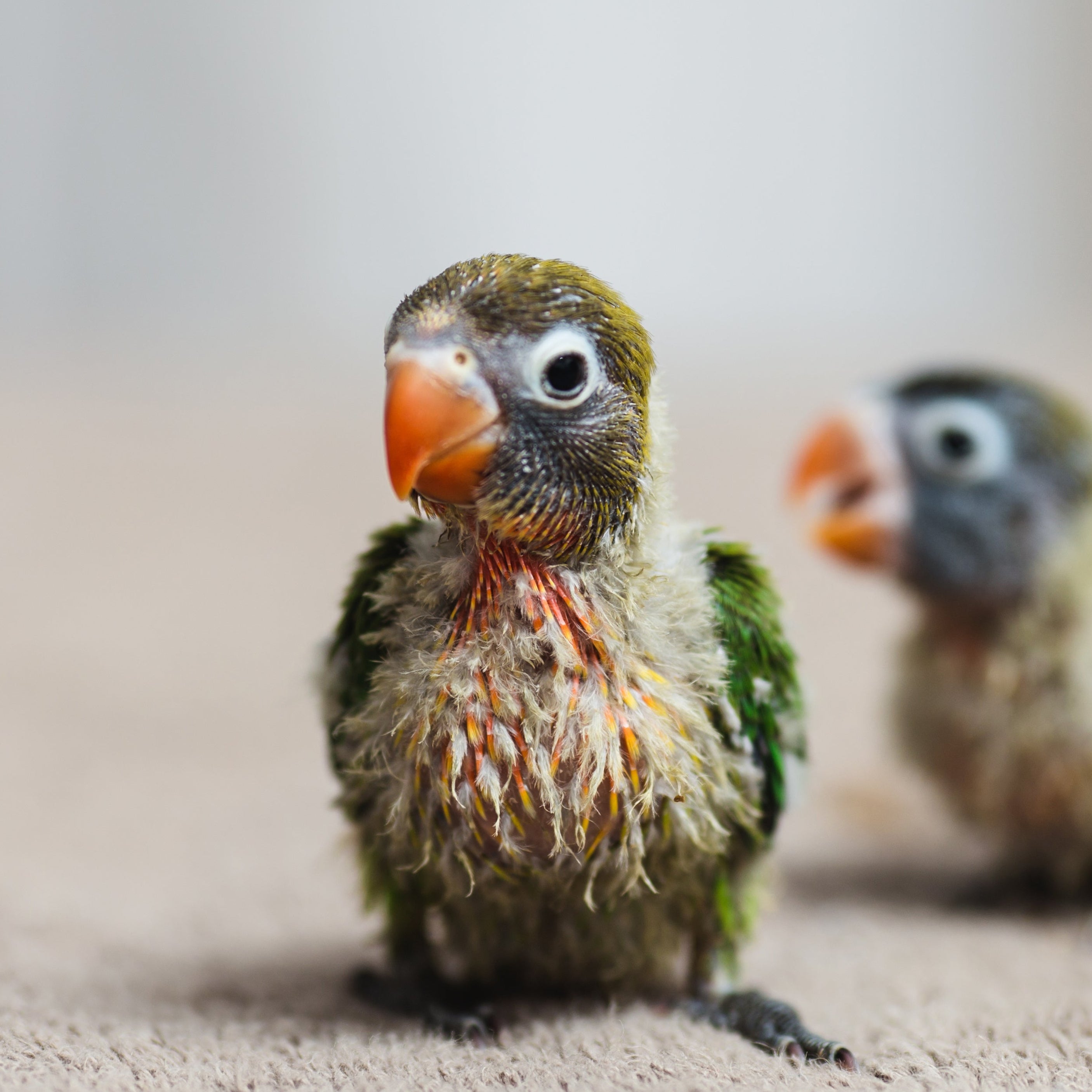 KROMSNAVELS | Krop- en verteringsproblemen