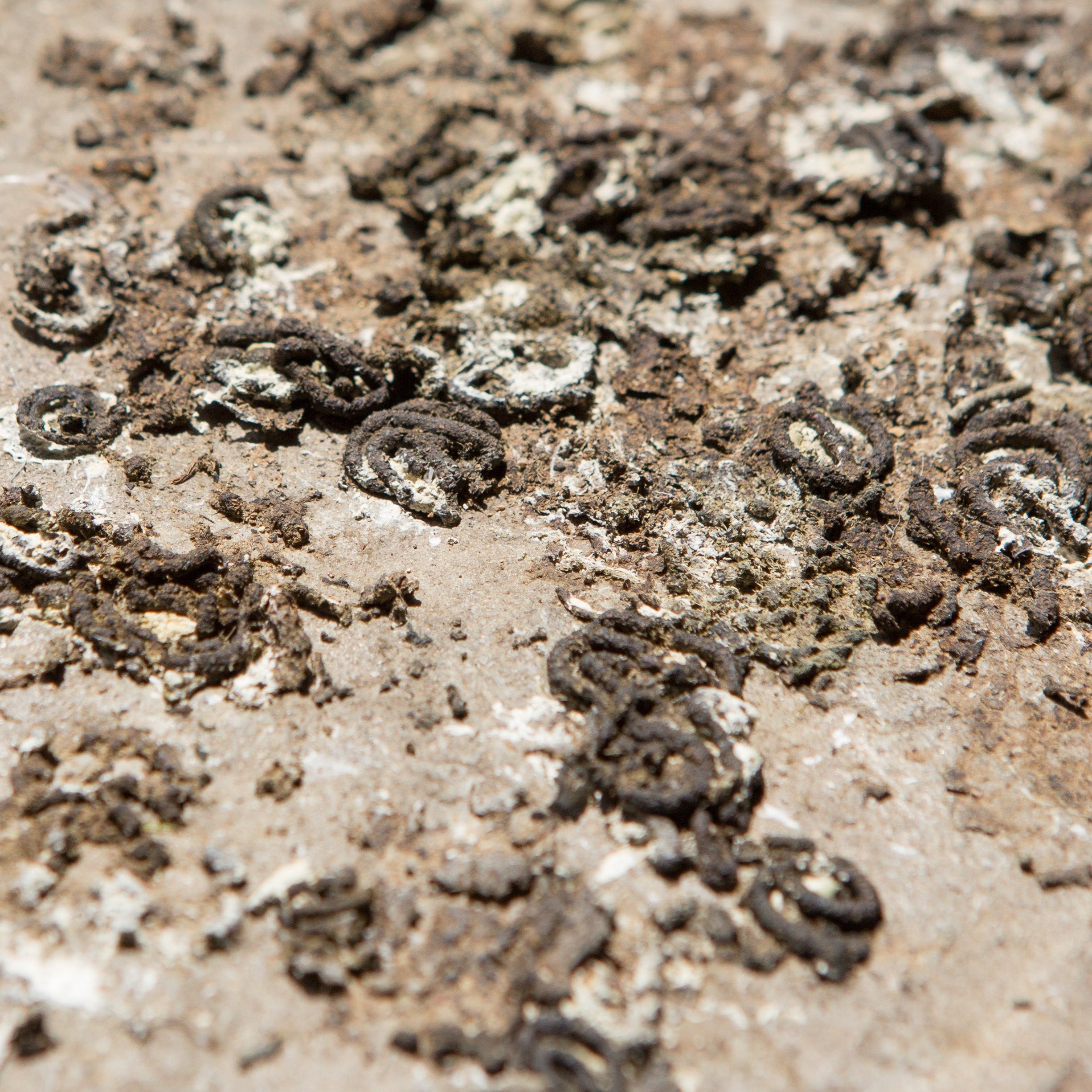 ALGEMEEN | Krop-, Kliermaag-, en Darmgezondheid