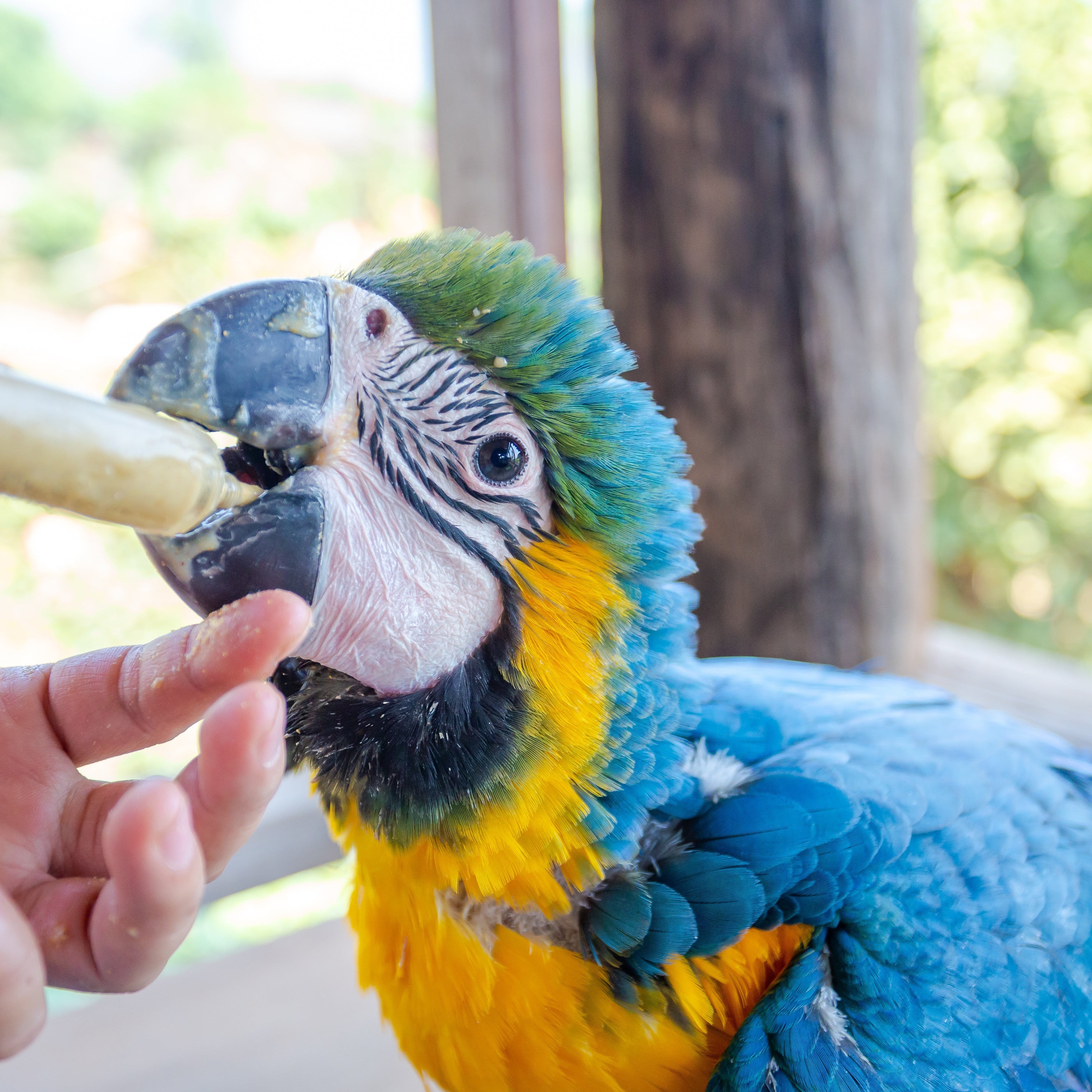 KROMSNAVELS | Stimulatie & Opfok