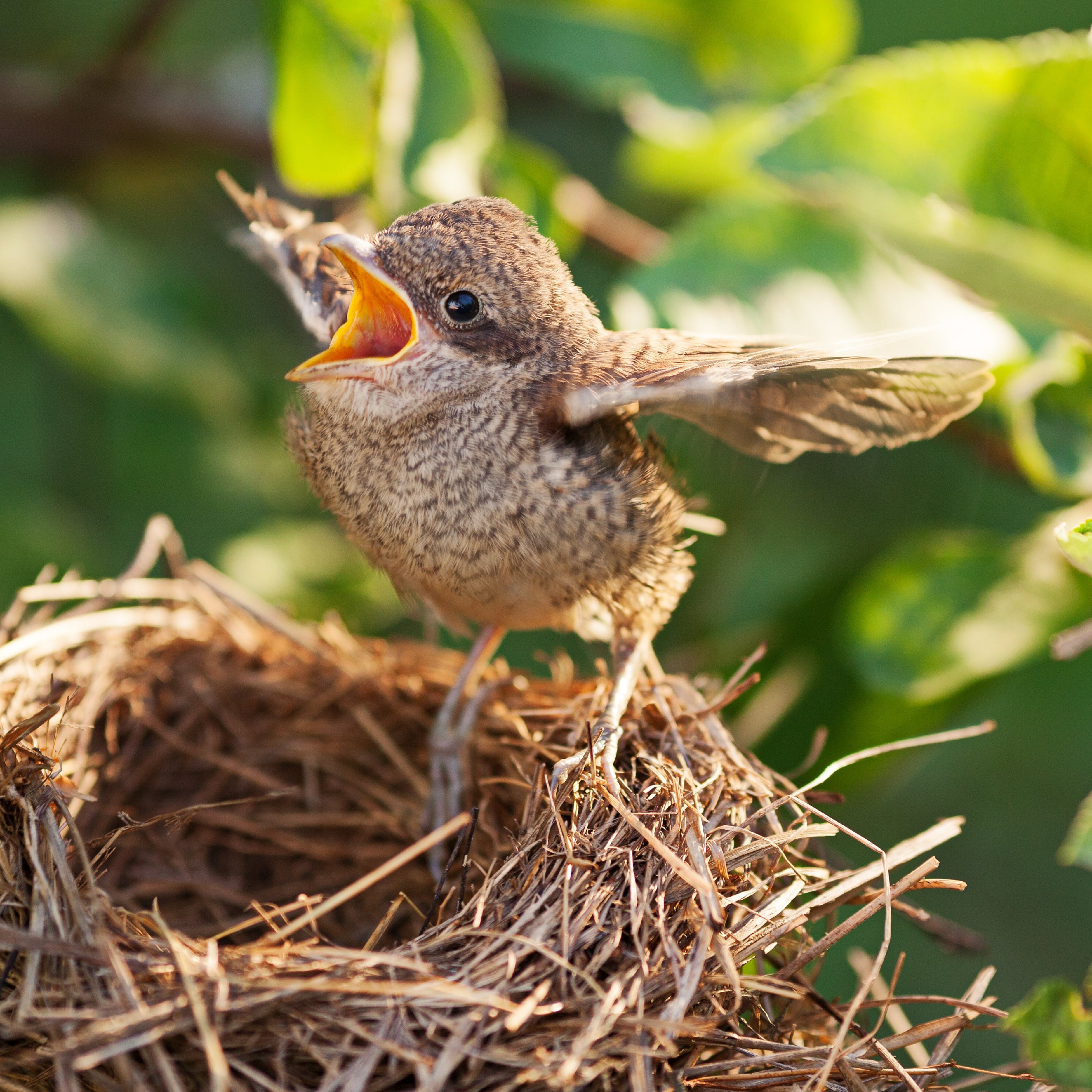 ZANGVOGELS | Gespeende jongen