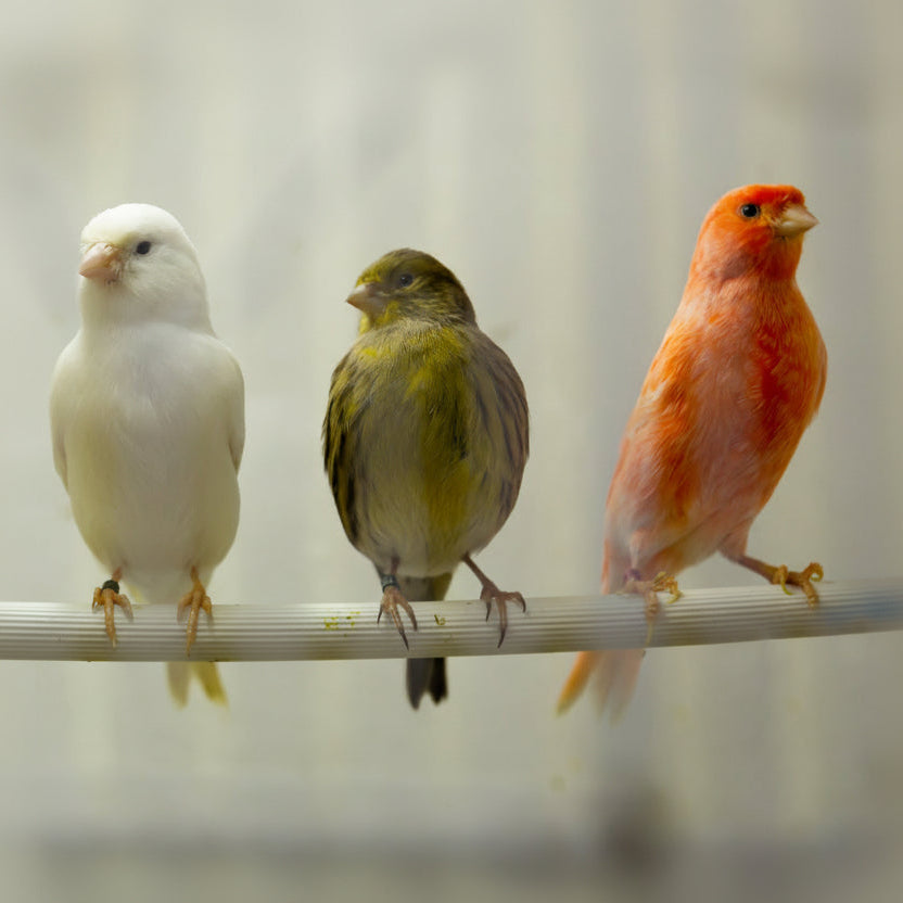 ZANGVOGELS | Jaarschema : All-in