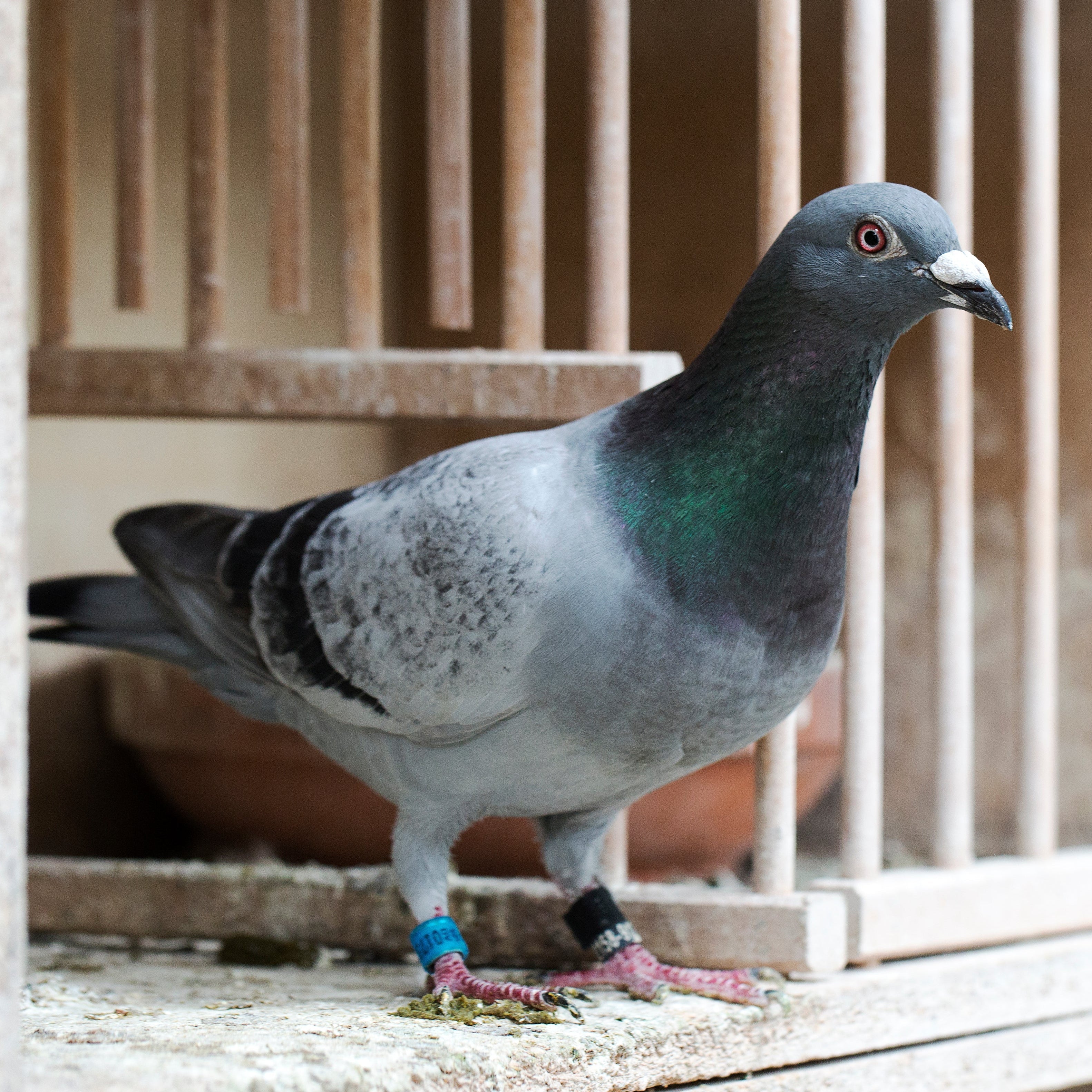 DUIVEN | Vliegvoorbereiding